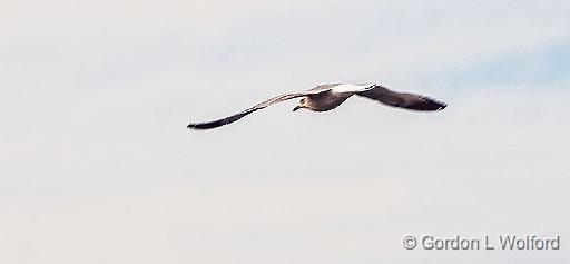 Gull In Flight_DSCF4693.jpg